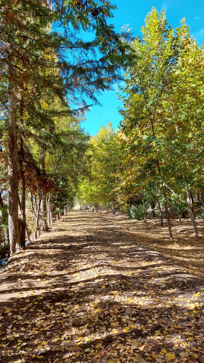 Sendero entre nogales